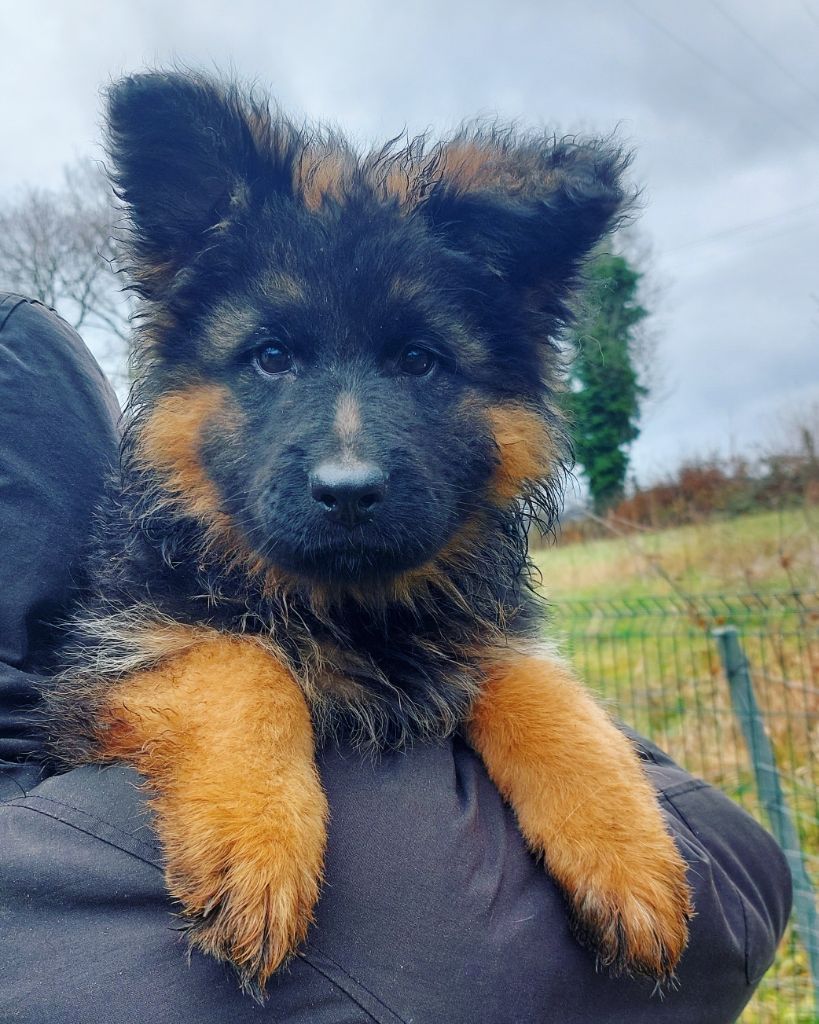 Vom Alpenwolf - Chiot disponible  - Berger Allemand Poil Long