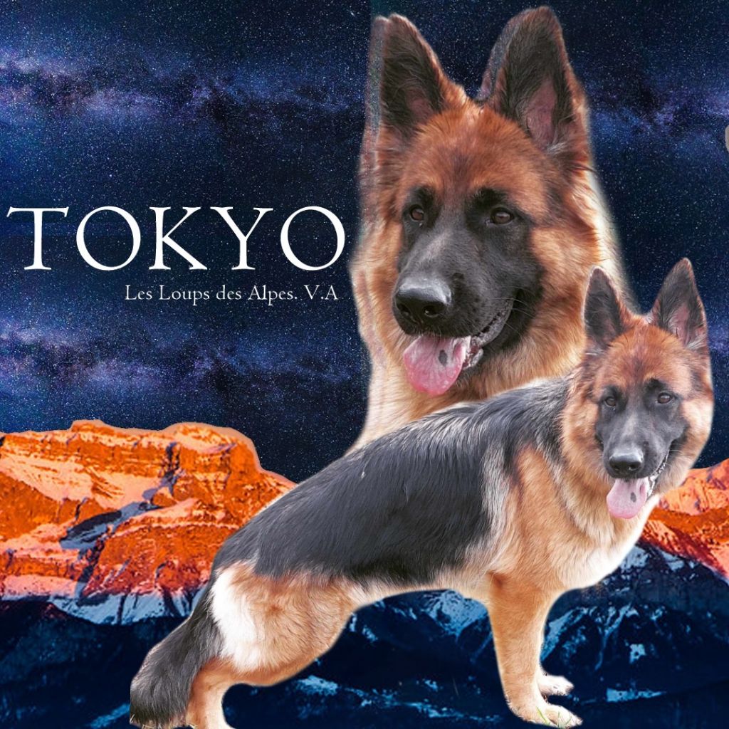CH. Tokyo du chalet des crocs blancs
