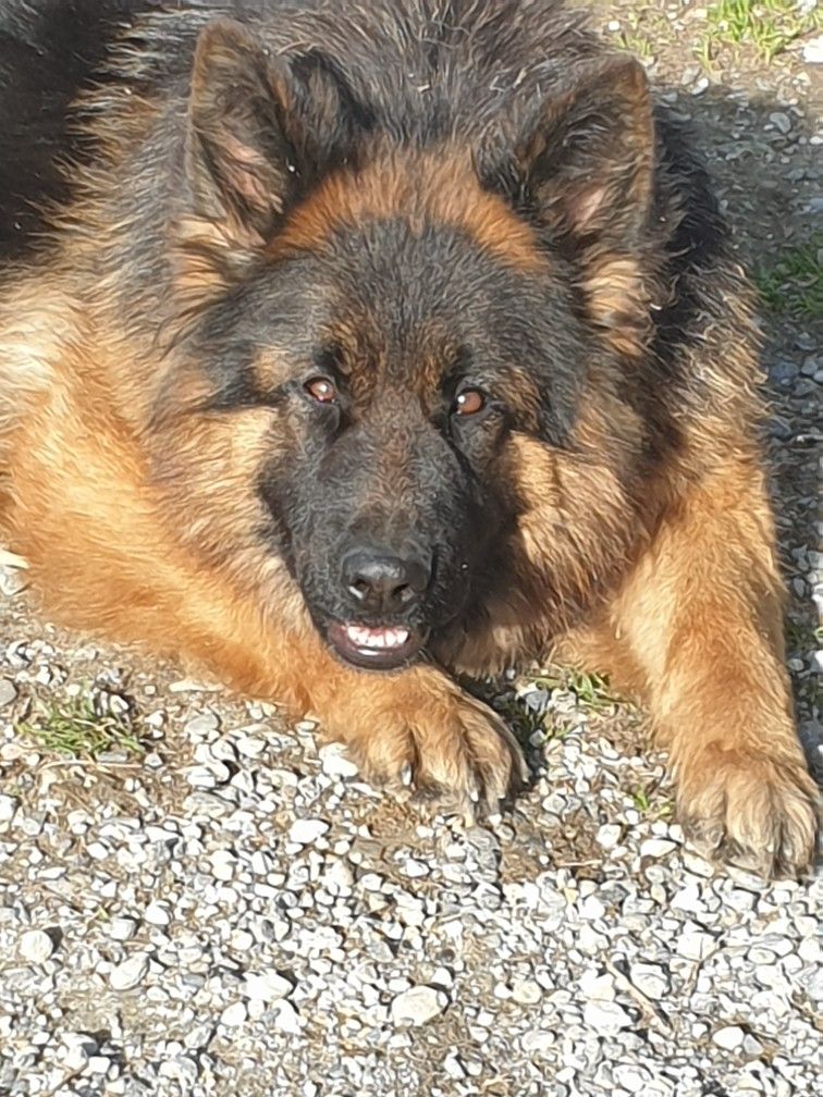 CH. Uki Vom Alpenwolf