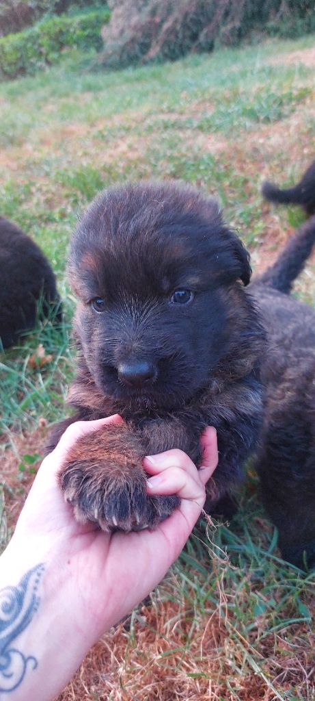 Vom Alpenwolf - Chiots disponibles - Berger Allemand Poil Long