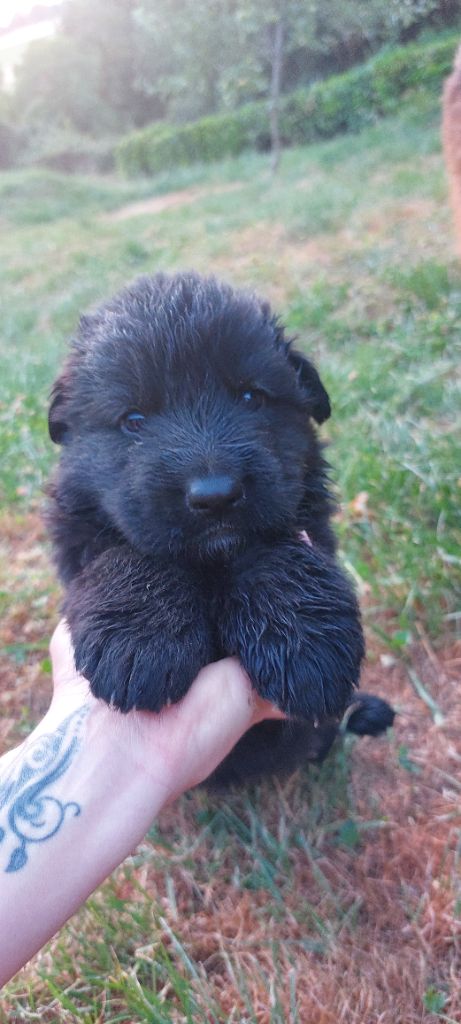 Vom Alpenwolf - Chiots disponibles - Berger Allemand Poil Long