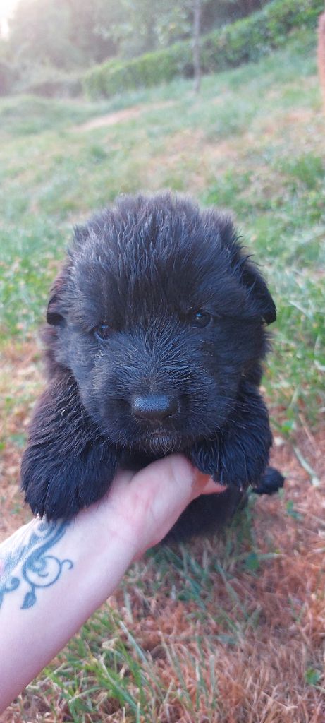 Vom Alpenwolf - Chiots disponibles - Berger Allemand Poil Long