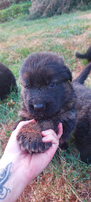CHIOT 2