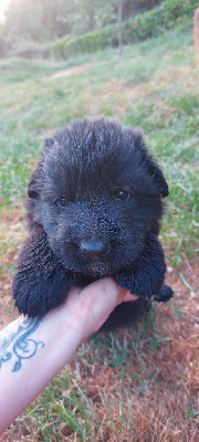 CHIOT 4