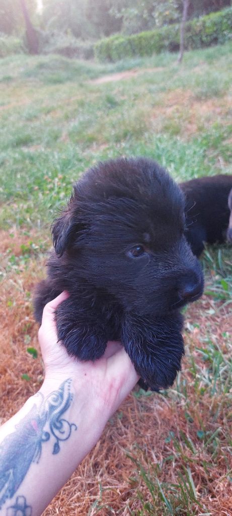 Vom Alpenwolf - Chiots disponibles - Berger Allemand Poil Long