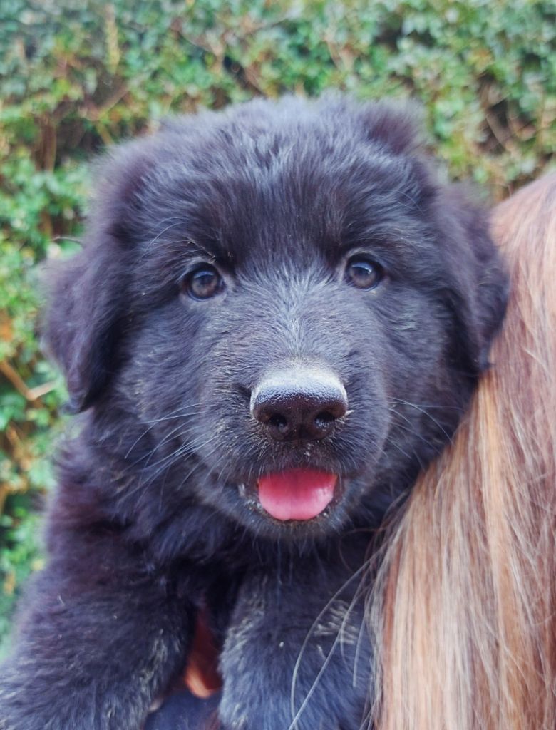 Vom Alpenwolf - Chiots disponibles - Berger Allemand Poil Long