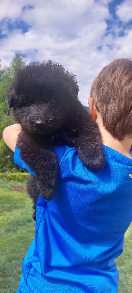 Vom Alpenwolf - Chiots disponibles - Berger Allemand Poil Long